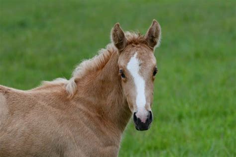 palomino|11 Interesting Facts About Palomino Horses